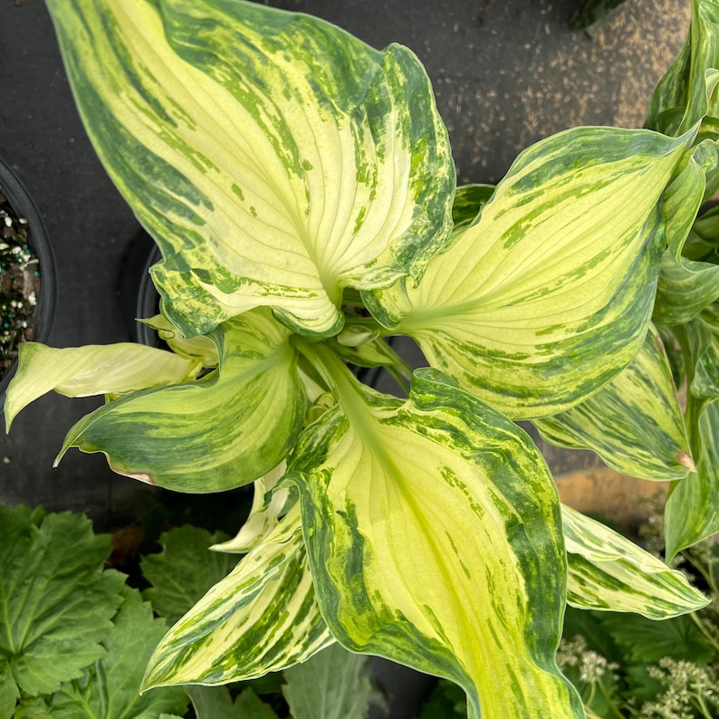 May Hosta Frog in My Throat Hosta. Easy to Grow. Loves Shade. Rare. Limited ...