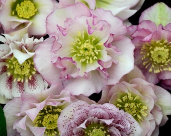 Lenten Rose Flower Girl Rare Flowering Perennial Live Plant Lenten Rose. Ready to Plant.
