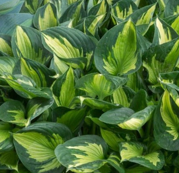 2 Colored Hulk Starter Hostas. Great Roots. Loves Shade Super Easy to Grow. Shipped trimmed.