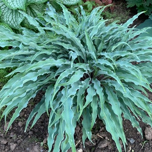 Silly String Hosta Perennial Flowering Plants. Loves Shade. Super Easy to Grow. Cool Colors.