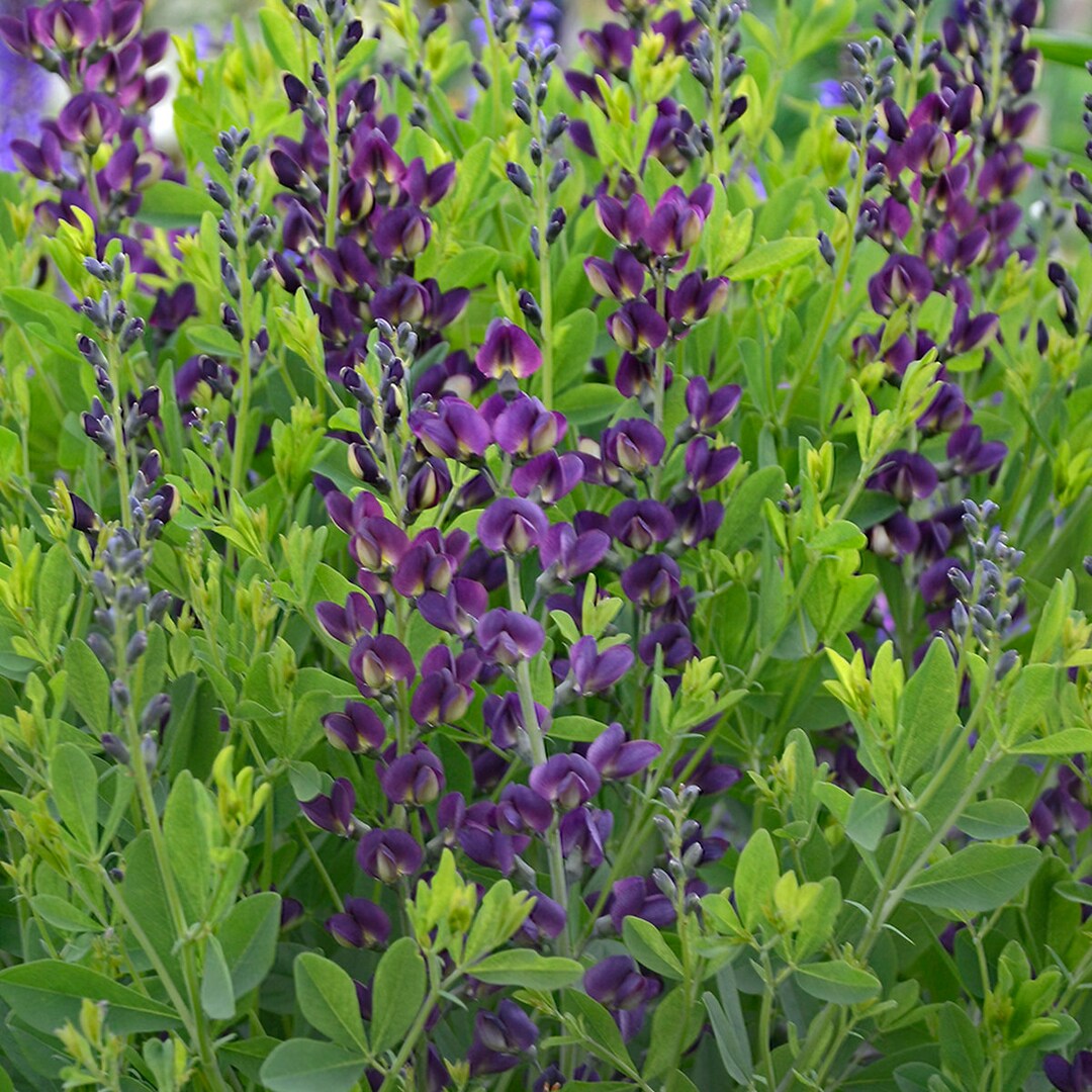 2 Live Grape Taffy Live Baptisia Starter Perennial Plants. Etsy