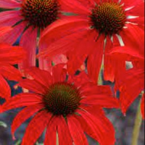 2 Tomato Soup Red Echinacea Coneflower Live Starter Perennial Plants Attracts Hummingbirds& Butterflies. Shipped Trimmed