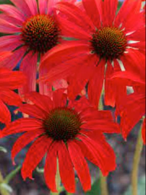 2 Tomato Soup Red Echinacea Coneflower Live Starter Perennial Plants Attracts Hummingbirds& Butterflies. Shipped Trimmed