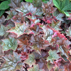 May include: A close-up of a patch of dark green and burgundy foliage. The leaves have a textured, almost metallic appearance.
