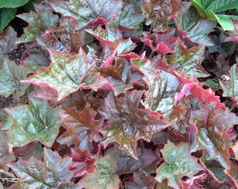 6 Heuchera Palace Purple Live Perennial Plants Coral Bells