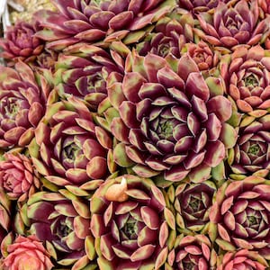May include: Close-up of a group of succulent plants with green and burgundy leaves arranged in a rosette pattern.