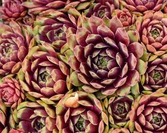 3 Ruby Heart Sempervivum starter Hens & Chicks. Super Healthy. Perennial. Stunning Red Color. Succulent