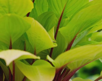 May include: Close-up of vibrant green leaves with red stems. The leaves have a smooth texture and are a bright, eye-catching green color. The stems are a deep red, creating a striking contrast. The plant appears healthy and lush.