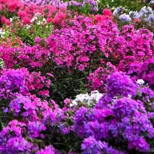 5 Live Mixed Phlox  Starter Perennials. Stunning Colors. Attracts Butterflies and Hummingbirds