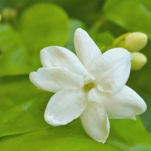 2 Jasmine ‘Maid of Orleans’ (Jasminum sambac) Live Starter Plants.  Back by Popular Demand our fragrant Jasmine