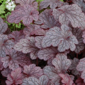 May include: Close-up of a group of purple-red leaves with a silvery-white veined pattern. The leaves are arranged in a dense cluster, creating a textured and intricate design.