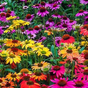 May include: A vibrant garden bed filled with a variety of colorful coneflowers. The flowers are in shades of pink, purple, yellow, orange, and red. The flowers are blooming in a lush green garden.