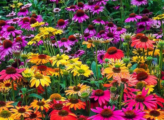 4 Echinacea Mixed Colors Live Perennial Plants Attracts Hummingbirds and Butterflies. Great Colors.