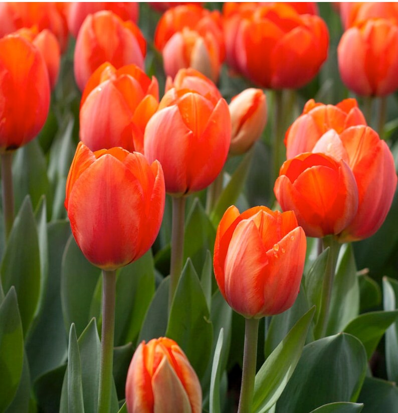 10 Orange Emperor Perennial Tulip Bulbs. Stunning Color and Size. Super