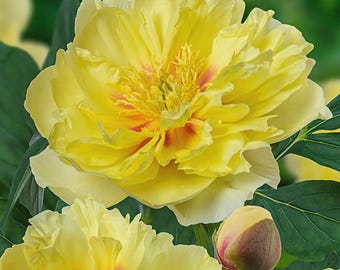 Huge Bartzella Peony Multiple Eyes. Super Healthy. Large Roots. Ready to Plant. Ships Bareroot. Rare Find