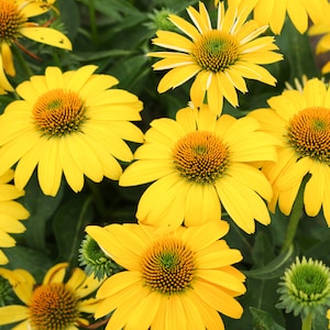 3 Echinacea Lemon Yellow Improved Starter Perennial Coneflowers. Stunning Colors. Attracts Hummingbirds and Butterflies.