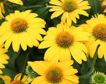 5 Echinacea Lemon Yellow Improved Starter Perennial Coneflowers. Stunning Colors. Attracts Hummingbirds and Butterflies.