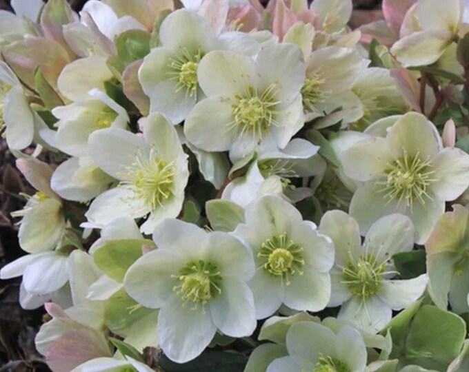 Joker Snow Lenten Roses. Stunning Perennial. Perfect Time to Plant - Etsy