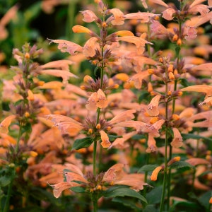 May include: Close-up of orange and peach-colored flowers with green foliage. The flowers have a delicate, layered petal structure and are clustered along tall, slender stems. The image showcases a vibrant display of nature's beauty.