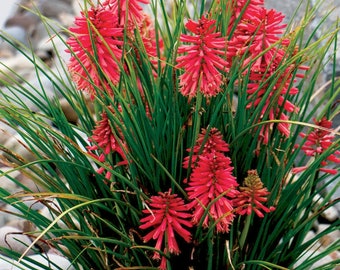 2 Live Kniphofia Red Hot Poker. Stunning Perennials. Ready to Plant Stunning Colors Comes Back Every Year