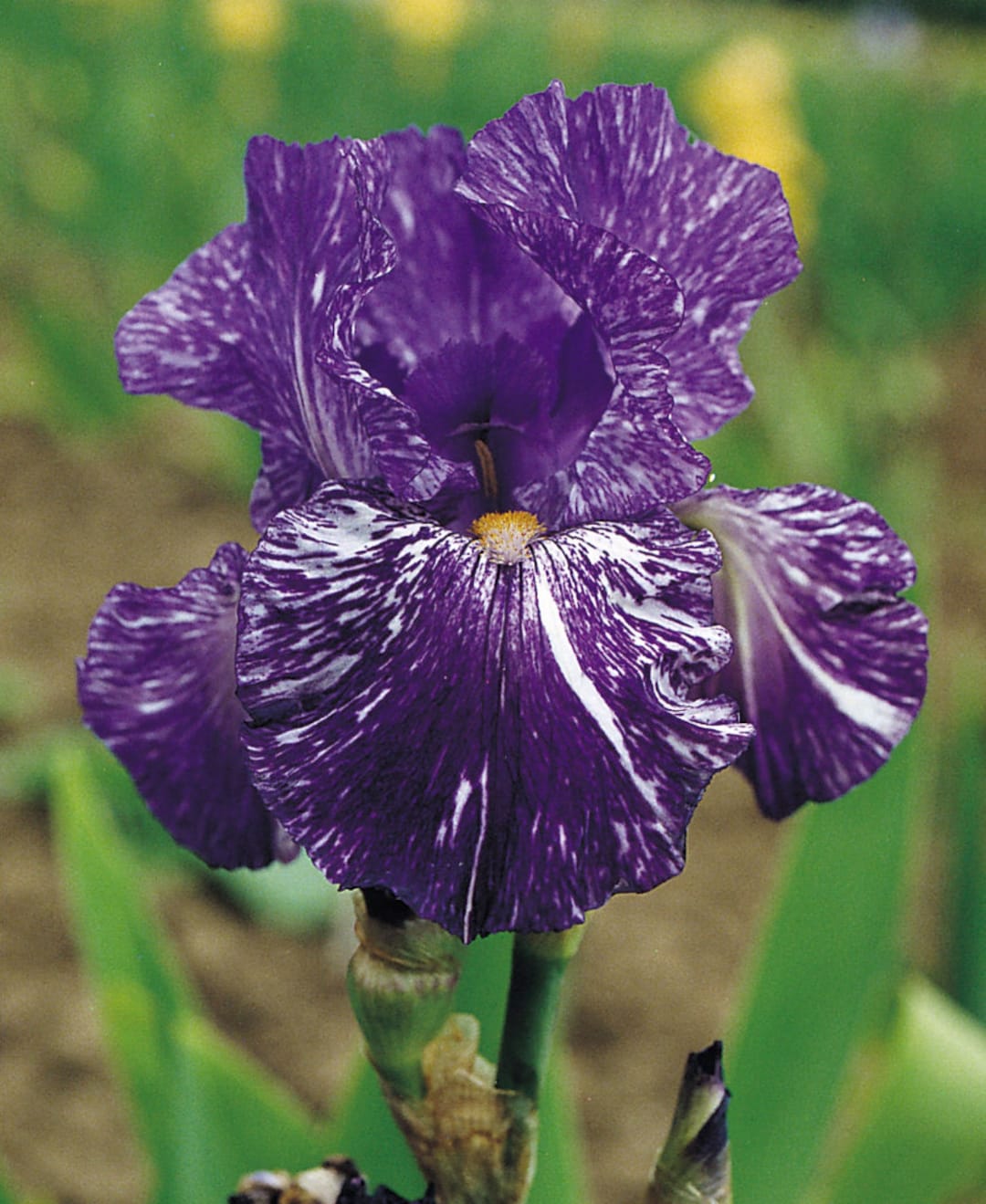 Batik Royal Purple Bearded Iris. Perfect Time to Plant. Will Bloom in the Spring. Re Blooms