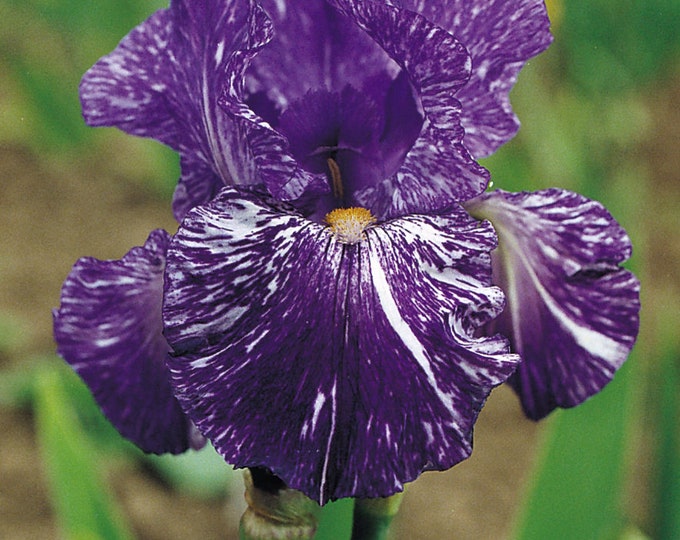 Bearded Iris 'elainealope' Bulb rhizome reddish Purple & Peppered Deer