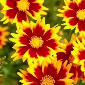 4 Live Coreopsis Solar Moon starter Perennials. Stunning Colors. Loves Sun. Easy to Grow. Pollinator
