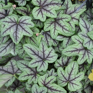 May include: Overhead shot of a cluster of Heuchera leaves. The leaves are a muted green with dark purple veining, creating a striking contrast. Small pink flower buds are visible among the leaves, adding a touch of color.