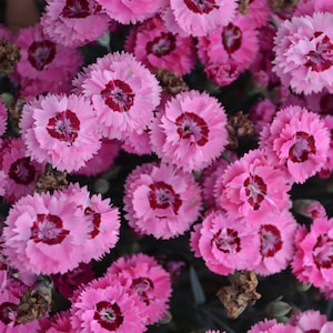 3 Live Dianthus Pretty Pink Cute as a Button Perennial Plants. Loves Sun. Easy to Grow. Pollinator