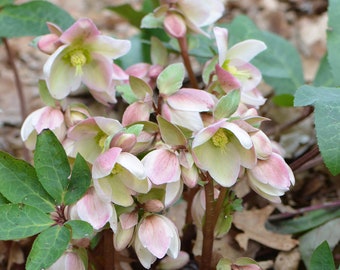 Ivory Prince Lenten Rose Live Hardy Perennial Flower Lenten Rose. Stunning