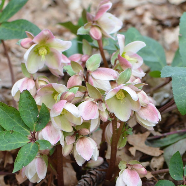Ivory Prince Live Hardy Perennial Flowers Lenten Rose. Stunning