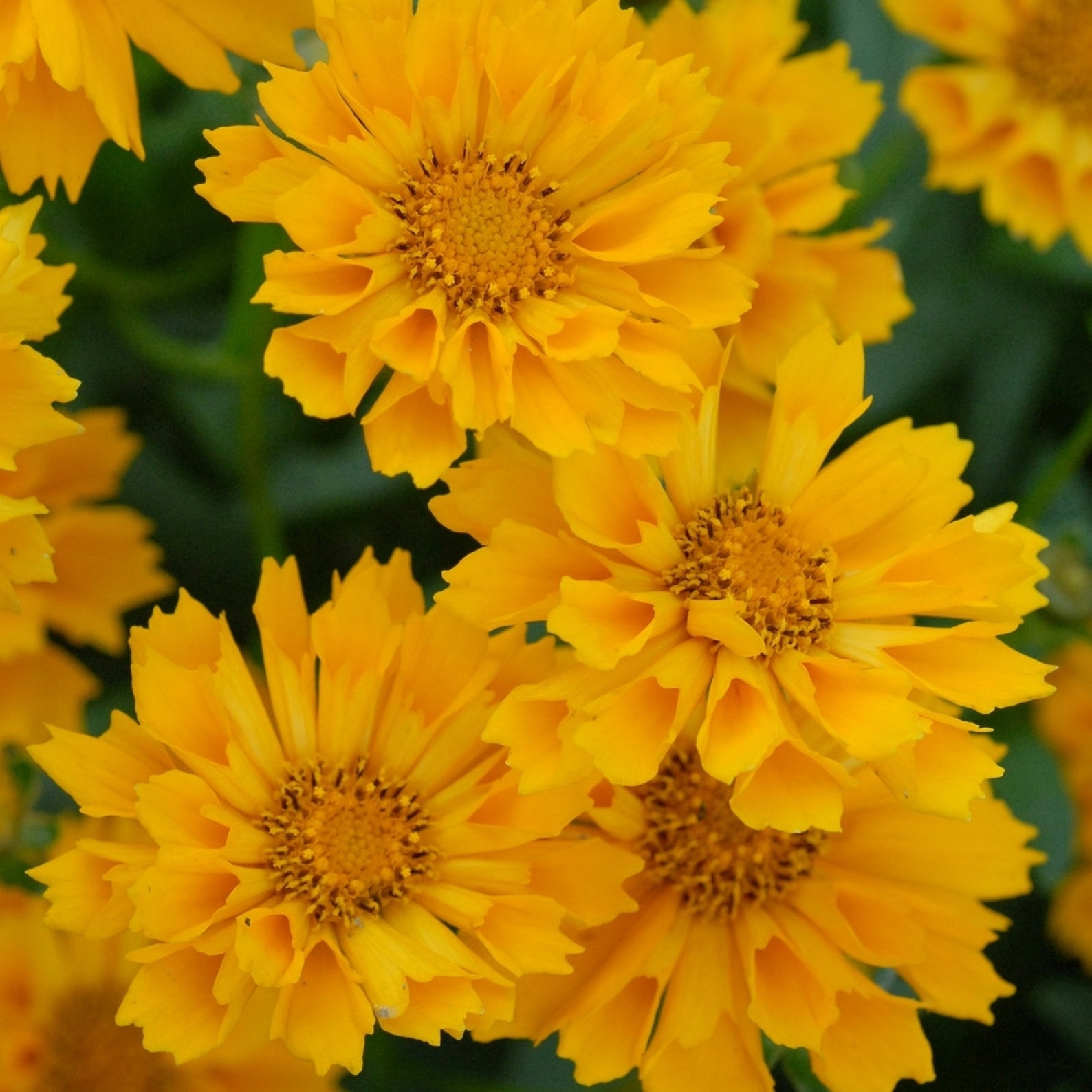 2 Jethro Tull Live Perennial Plants Shipped Trimmed Attracts Etsy