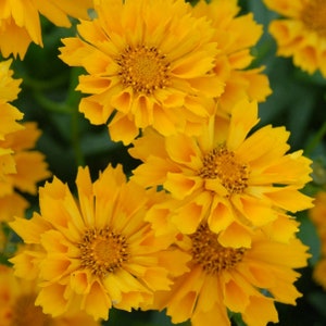 Jethro Tull Coreopsis Live Perennial Plant. Attracts Butterflies