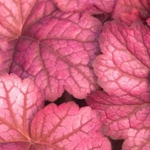 3 Heuchera Berry Smoothie Live Starter Perennial Plants. Stunning Colors. Super Healthy. Ready for your Garden