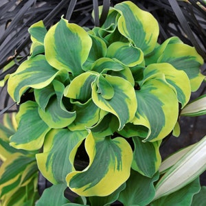 May include: A close-up of a hosta plant with green and yellow variegated leaves. The leaves are curled and twisted, creating a unique and interesting texture.