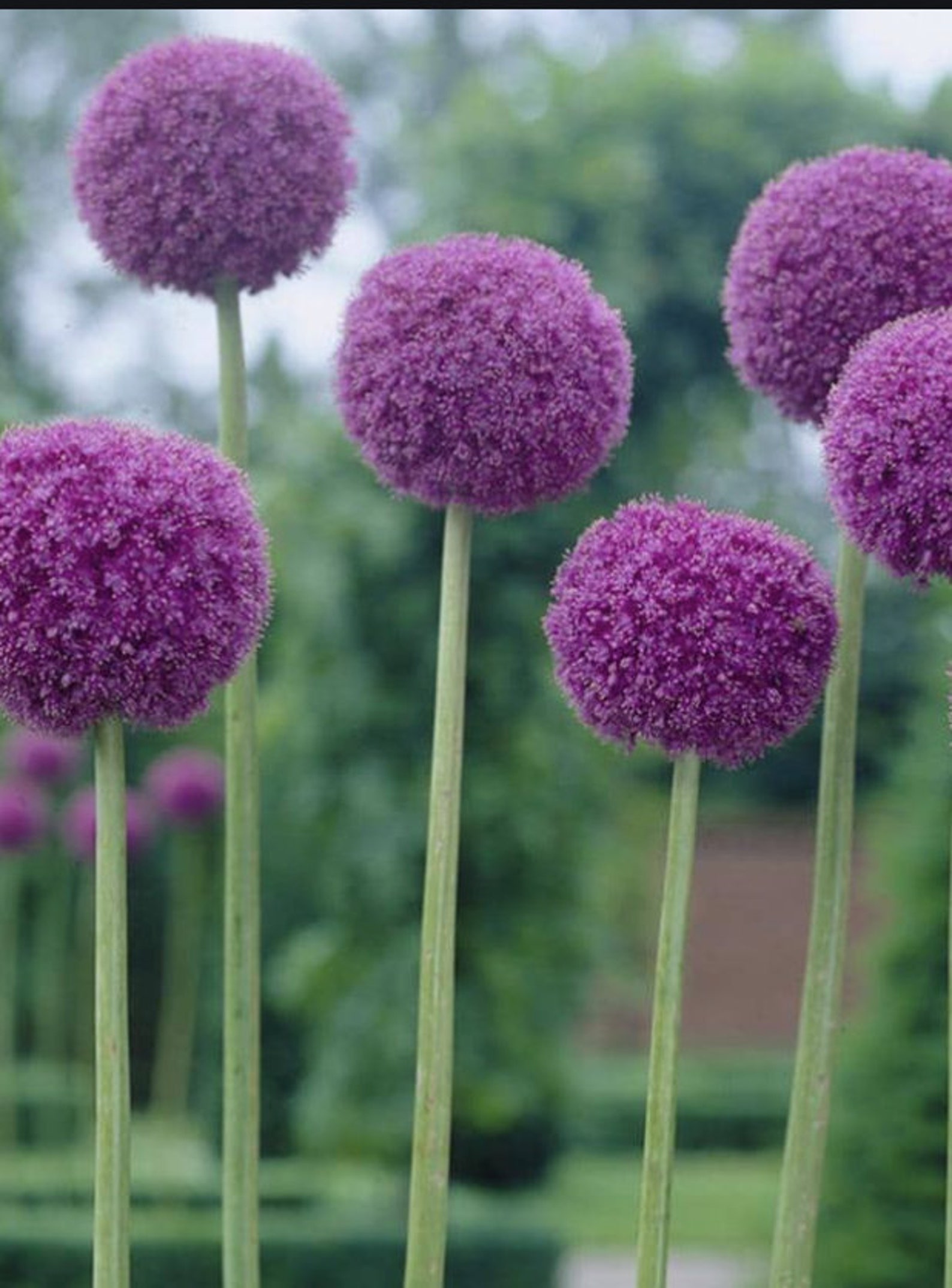 Giant Allium Perennial Giganteum Bulb. Grows to 6 Feet. Huge Etsy