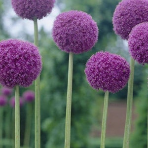 Giant Allium Perennial Giganteum Bulb. Grows to 6 Feet. Huge Blooms. Stunning Color. Comes Back Every Year. Blooms next spring