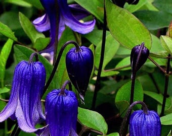 Clematis Rooguchi Blue and Purple Ready to Plant. Super Healthy Perennial. You'll love this color.