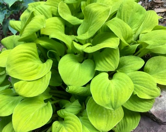 Miniature Sun Mouse Hosta. Super Plant. Loves Sun. Perfect for front of a border, container or fairy garden.