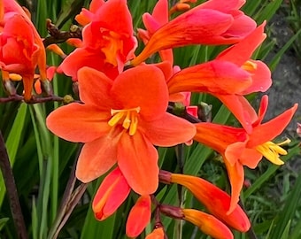 3 Crocosmia Peach Melba Perennial Bulbs Stunning colors. Easy to grow. Loves Sun
