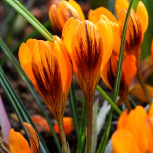 10 Rare Orange Monarch Crocus Bulbs. Perfect time to Plant. Multiple Blooms Per Bulb. - Deer Resistant - Spring Flowers .
