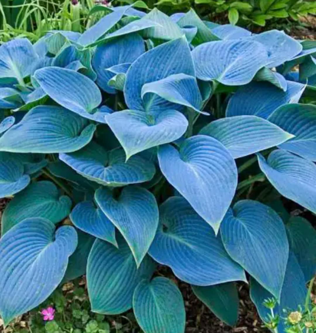 Bankrupt Bucky Blue Hosta. Stunning Color. Easy to Grow. Loves Shade