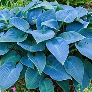 Hosta Bankrupt Bucky Blue starter perennial Stunning Color Easy to Grow Loves Shade. Shipped trimmed and ready for spring Planting Thank you