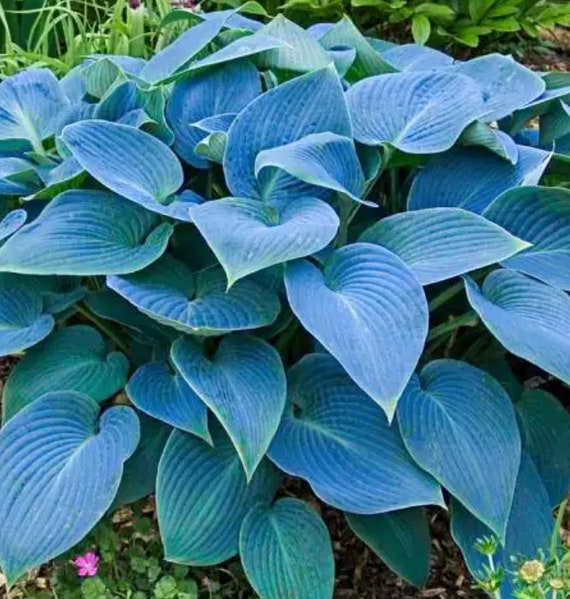 Bankrupt Bucky Blue Hosta. Stunning Color. Easy to Grow. Loves - Etsy