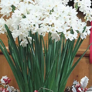 6 Paperwhite Narcissus Bulbs. Super Fragrant. Stunning Blooms. Perfect to plant outside or force inside