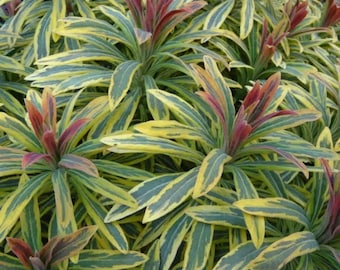 2 Phenomenal Euphorbia Ascot Rainbow Perennial Plants, Add Sizzle to your Garden!  Loves the Sun and is Deer Resistant. Unique Perennials!