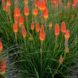 3 Red Hot Poker Kniphofia Live Perennial. Stunning Colors. Attracts Butterflies and Hummingbirds