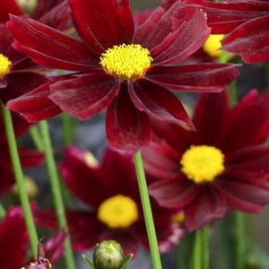 4 Live Red Elf Coreopsis Perennials. Stunning Colors. Super Easy to Grow. Loves Sun. Attracts Butterflies and Hummingbirds.