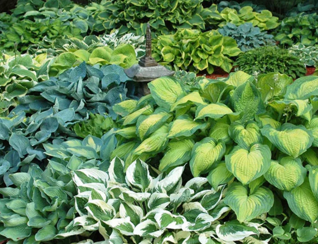 Hosta 6 Pack Loves Shade. Super Easy to Grow. Super Cool. Ready for ...