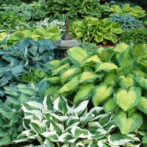 May include: A variety of hosta plants with different leaf colors and textures. The plants are growing in a garden setting.